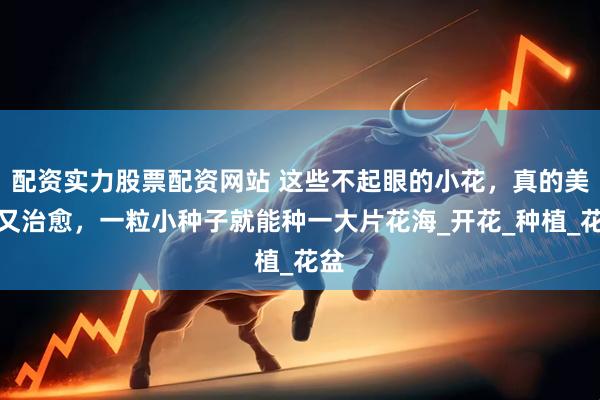 配资实力股票配资网站 这些不起眼的小花,真的美丽又治愈,一粒小种子就能种一大片花海_开花_种植_花盆